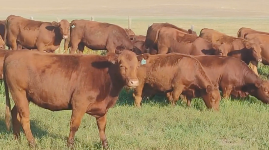 65 Head of Red Angus Bred Heifers- BH908B5
